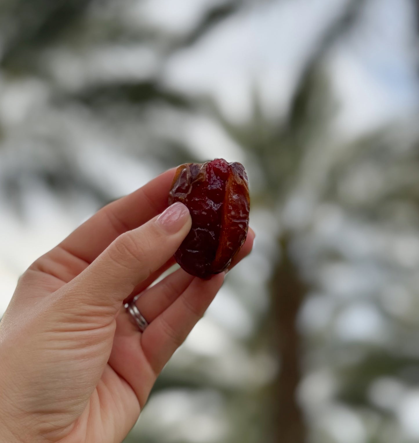 Organic Pitted Medjool Dates